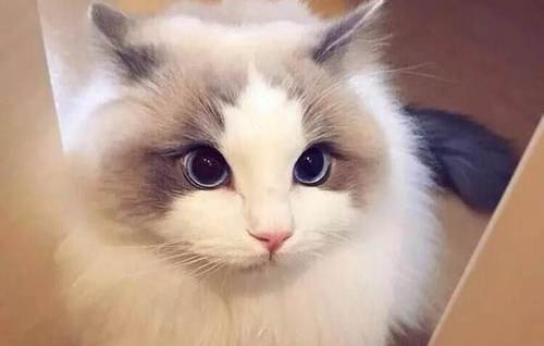 猫咪牙齿根部发黑是什么原因