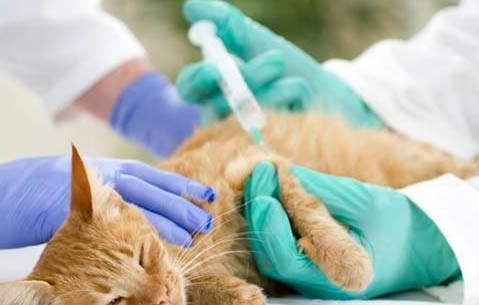 公猫尿频尿血是怎么回事