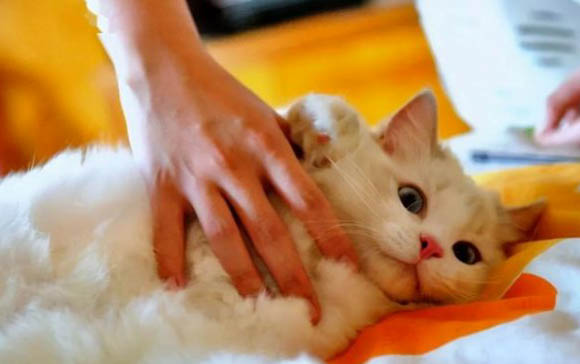 猫咪绝育为什么会呕吐不止
