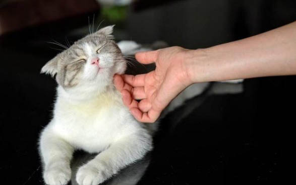 猫趴着睡是什么原因