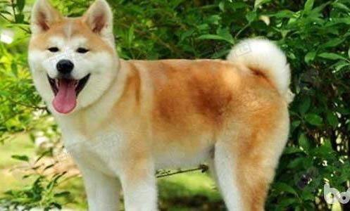 秋田犬为什么禁养