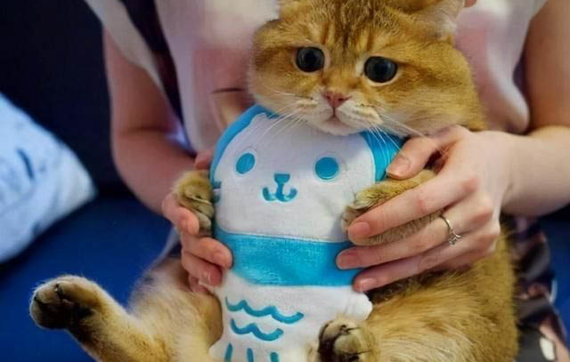 虎斑猫和狸花猫的区别