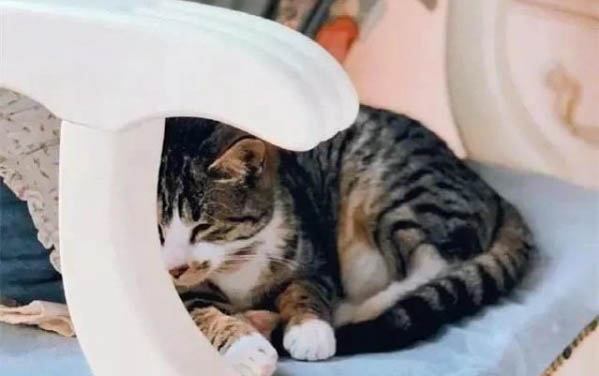 请问猫咪呕吐的原因及处理方法?