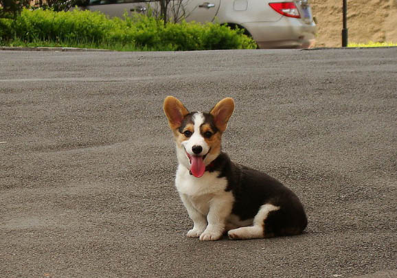 柯基和柴犬哪个好养
