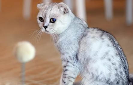 请问猫咪呕吐的原因及处理方法?