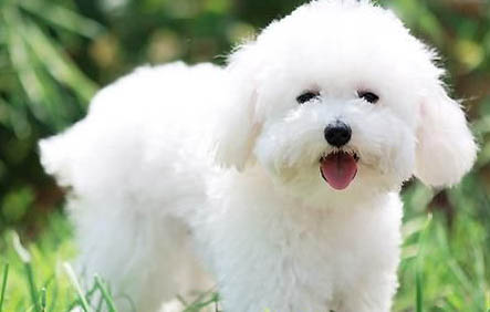 比熊犬胆子太小了