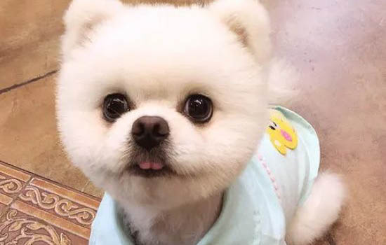 虎斑狗如何辨别