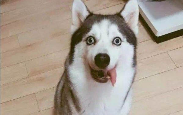 狗狗生完一次多久再生