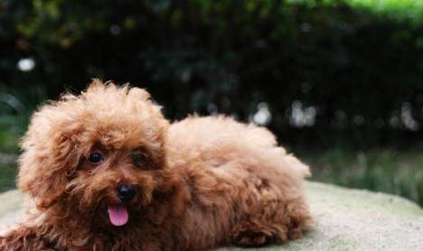 贵宾犬和雪纳瑞哪个好养