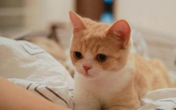 猫吃完食多久排便