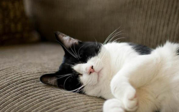 猫一直蹭痒还一直叫？