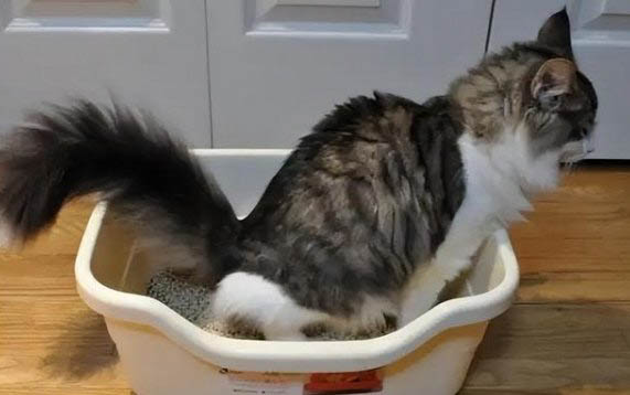 小猫到处乱尿怎么办