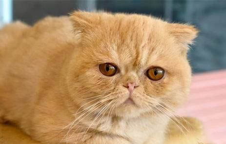 宠物猫洗澡用人的沐浴露可以吗