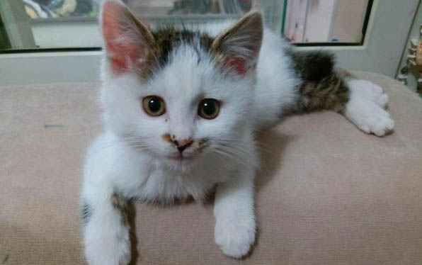 猫尿频尿多爱蹭人是什么原因