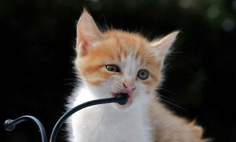 猫咪不喝水怎么回事