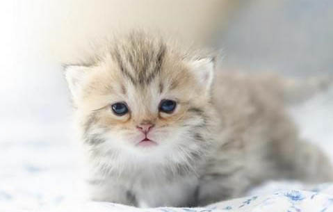 小奶猫的猫瘟是什么症状