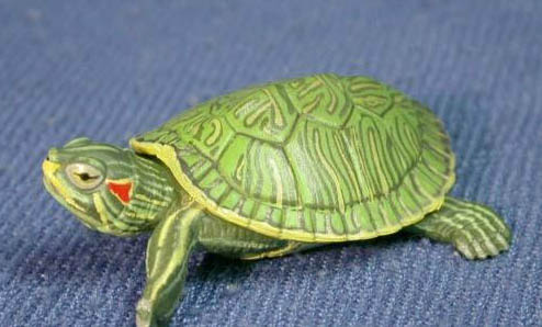 巴西龟的肚子圆圆的很正常吗