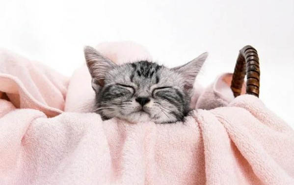 猫咪舌苔发黑