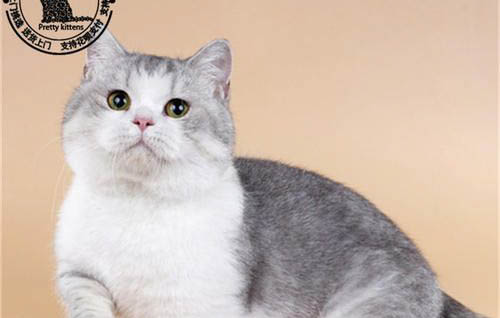 奶猫毛发干枯的原因