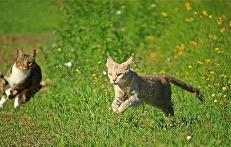 猫奶癣会传染别的猫吗