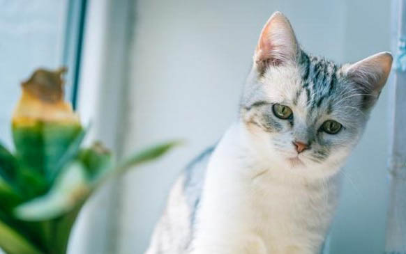 刚满月的小猫不吃不喝是怎么回事