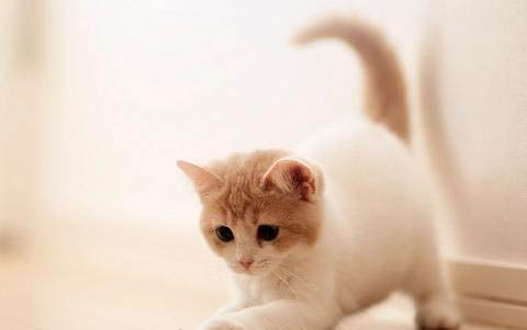 小猫猫藓能自愈吗