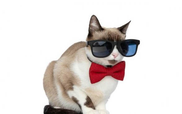 猫咪不爱喝羊奶粉怎么办