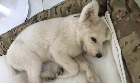 治疗犬瘟热用哪些药
