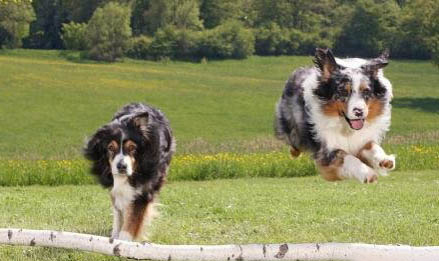 怎么让苏格兰牧羊犬拉屎