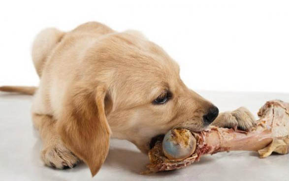 犬蠕形螨多久能治愈？