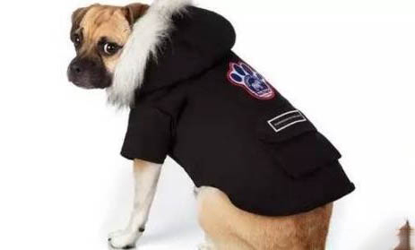 为什么一定要遛狗