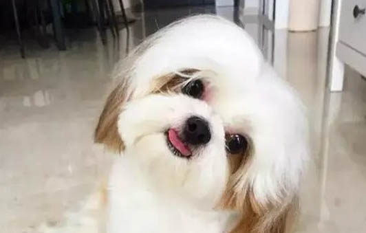 农村大量养狗需要办什么证