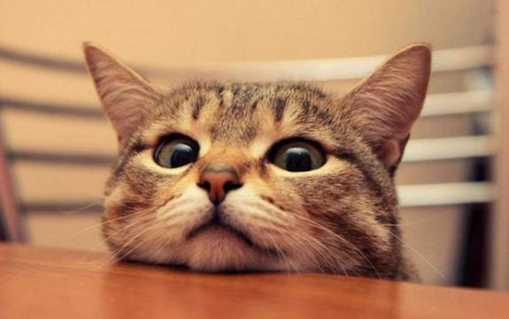 猫咪便秘要如何治疗