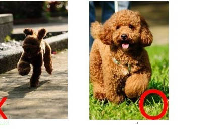 棉花面纱犬哪里有卖