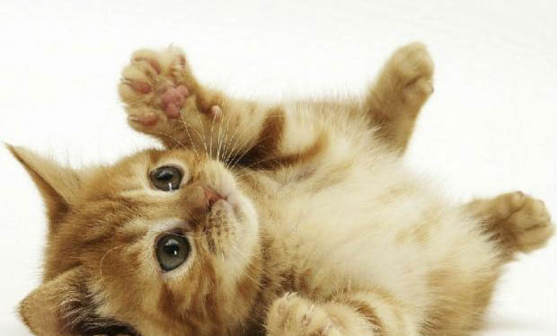 如何使猫少掉毛