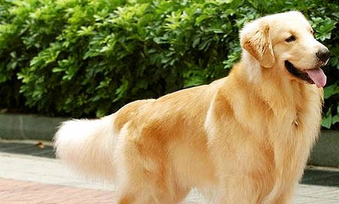 不同环境中饲养金毛犬的方法