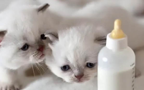 猫咪肺炎与肺水肿的区别