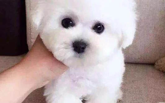 小狗关笼子多久才不叫