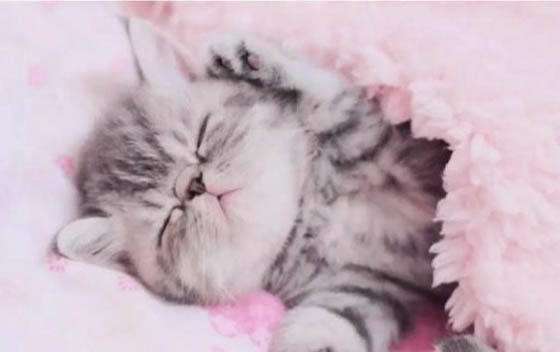 猫咪患有膀胱炎会死吗