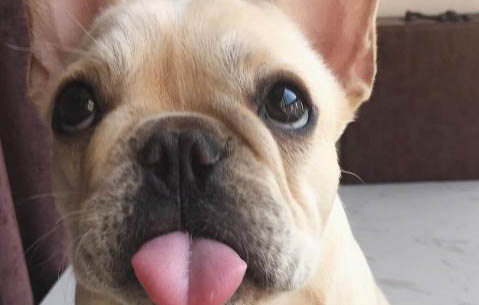 法斗犬的饲养方法?