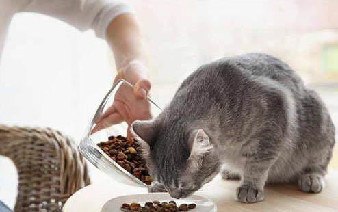 刚出生的小猫找不到奶应该怎么办