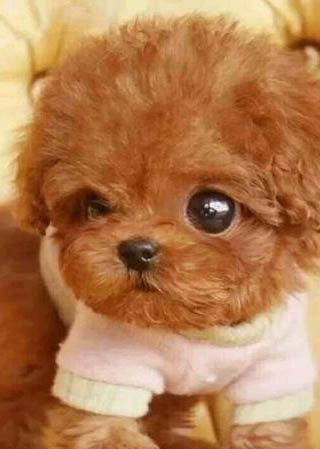 泰迪犬经常流眼泪是什么原因
