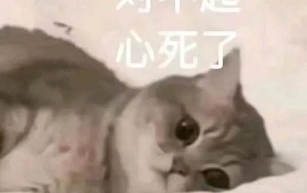 怎么可以让猫咪多喝水?