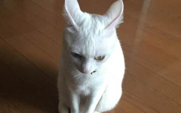 小猫老是流眼泪怎么回事?