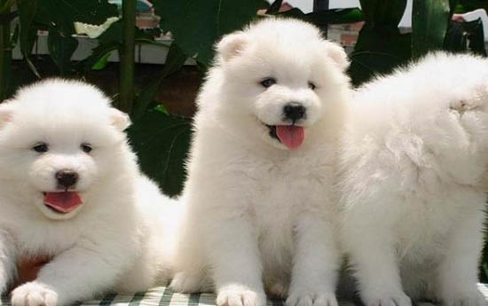 萨摩耶犬为什么老是叫