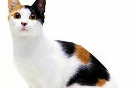 猫咪能吃生鸡胸肉么?