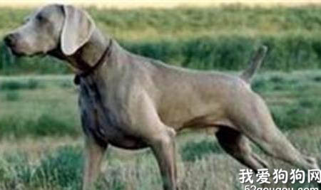 威玛猎犬太瘦的原因及处理方法