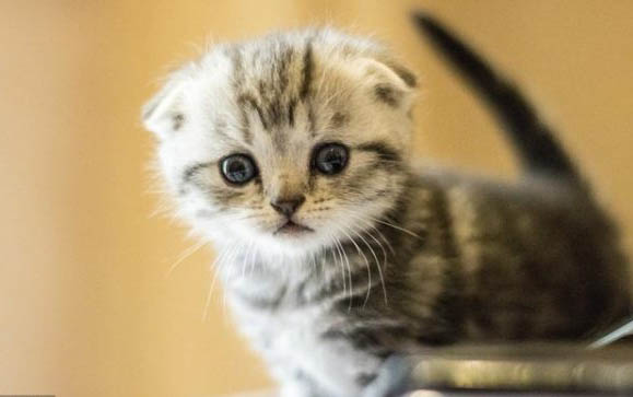 猫大便干燥拉不出来怎么办