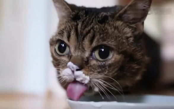 小猫咪口臭该怎么办