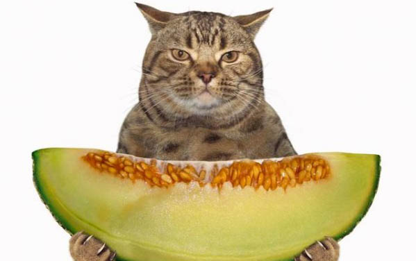 猫流鼻涕流眼泪喉咙响该怎么办